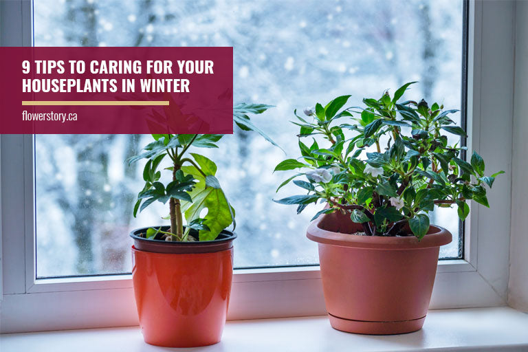 9 Tips to Caring for Your Houseplants in Winter