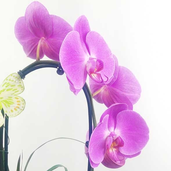 Custom Design Planter Garden - 1 (Orchids & Succulents) - Flower Story