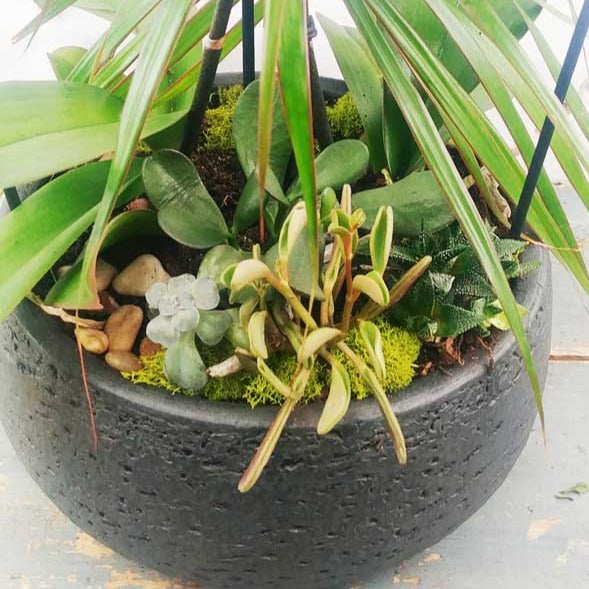 Custom Design Planter Garden - 1 (Orchids & Succulents) - Flower Story