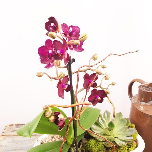 Eco Garden - 3 (Orchids & Succulents) - Flower Story