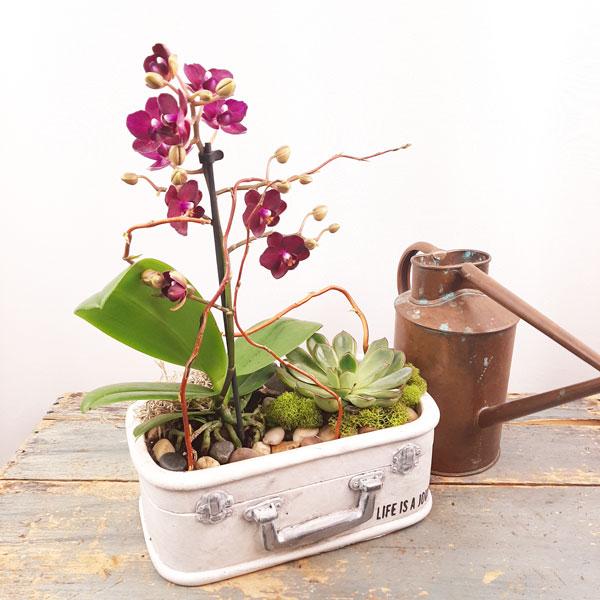 Eco Garden - 3 (Orchids & Succulents) - Flower Story