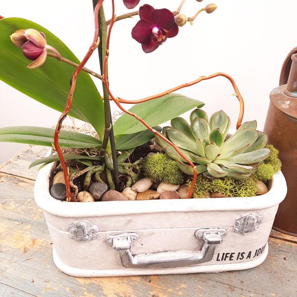 Eco Garden - 3 (Orchids & Succulents) - Flower Story