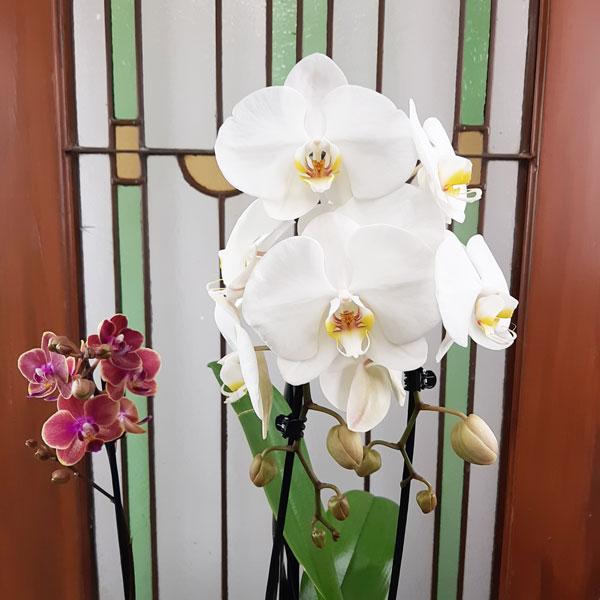 Custom Design Planter Garden - 4 (Orchids & Succulents) - Flower Story