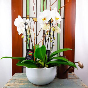 Custom Design Planter Garden - 5 (Triple Orchids) - Flower Story