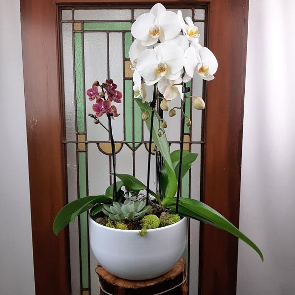 Custom Design Planter Garden - 4 (Orchids & Succulents) - Flower Story