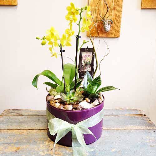 Eco Garden - LTD1 - Flower Story