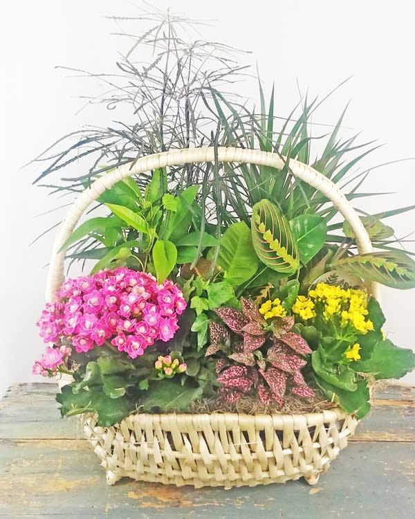 Basket Garden
