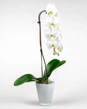 The White Orchid Planter - Flower Story