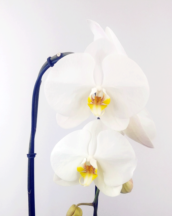 The White Orchid Planter - Flower Story