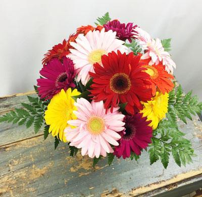 Bouquet of one dozen mixed-color Gerbera daisies.