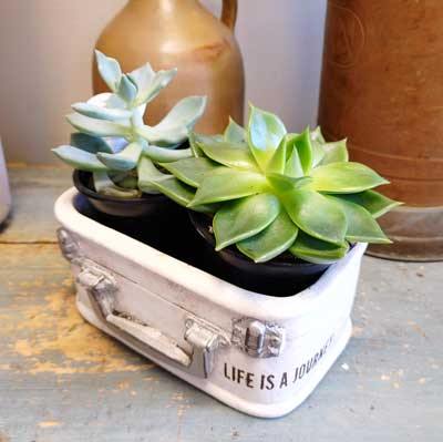 4" Succulents (single, double, triple) - Flower Story