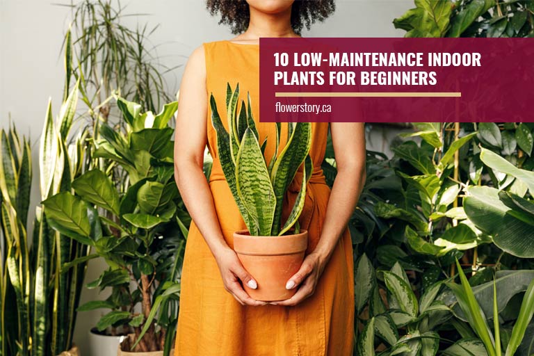10 LowMaintenance Indoor Plants for Beginners