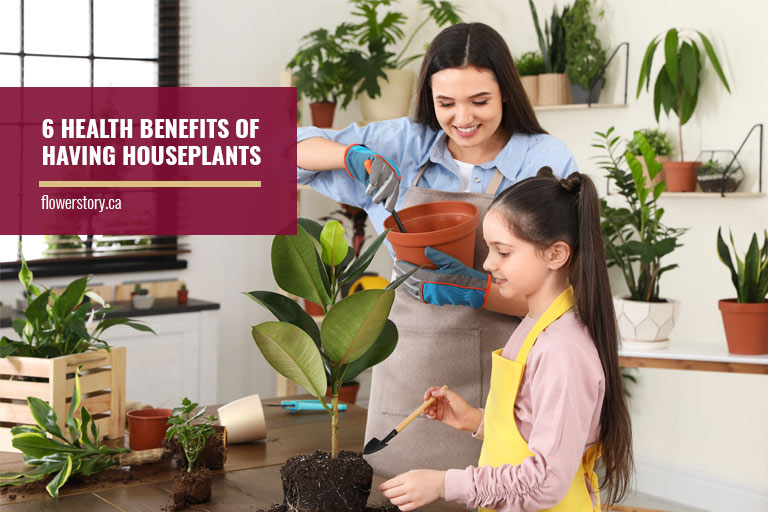 6 Health Benefits of Having Houseplants