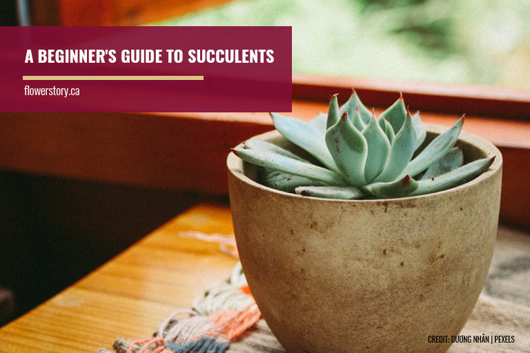 A Beginner's Guide to Succulents