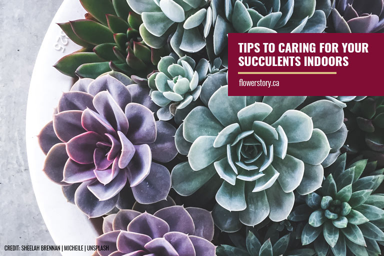 Tips to Caring for Your Succulents Indoors