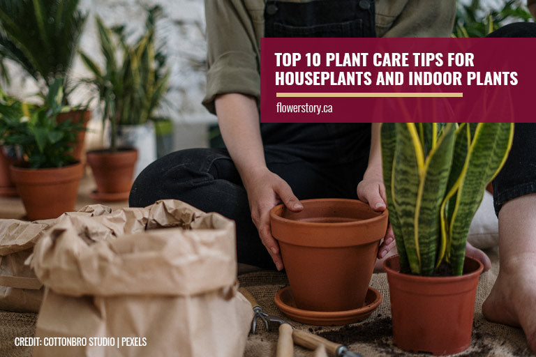 Top 10 Plant Care Tips for Houseplants and Indoor Plants