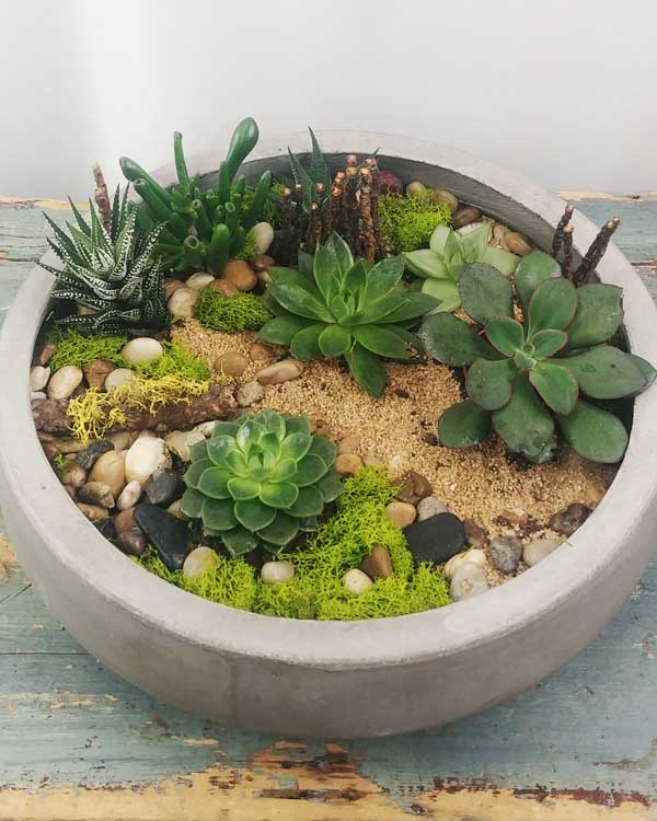 DESERT GARDEN - Flower Story