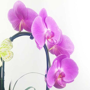 Custom Design  Planter Garden - 1 (Orchids & Succulents) - Flower Story