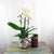Valentinef Orchid Garden Planter - 1 - Flower Story