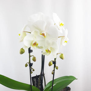 Valentinef Orchid Garden Planter - 1 - Flower Story