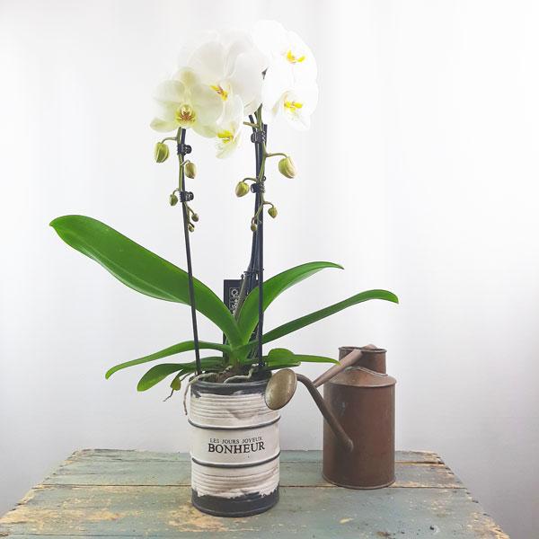 Orchid Garden Planter - 1 - Flower Story