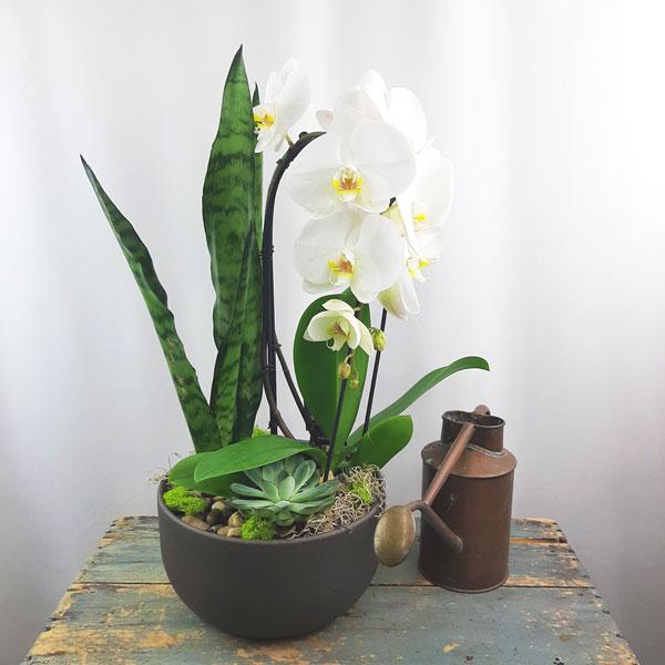 Valentine Custom Design  Planter Garden - 3 (Orchid, Sansevieria, Succulent) - Flower Story