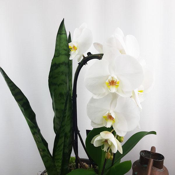 Valentine Custom Design  Planter Garden - 3 (Orchid, Sansevieria, Succulent) - Flower Story