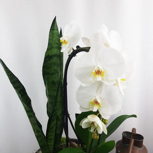 Custom Design  Planter Garden - 3 (Orchid, Sansevieria, Succulent) - Flower Story