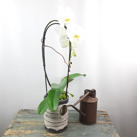 Valentinef Orchid Garden Planter - 1 - Flower Story