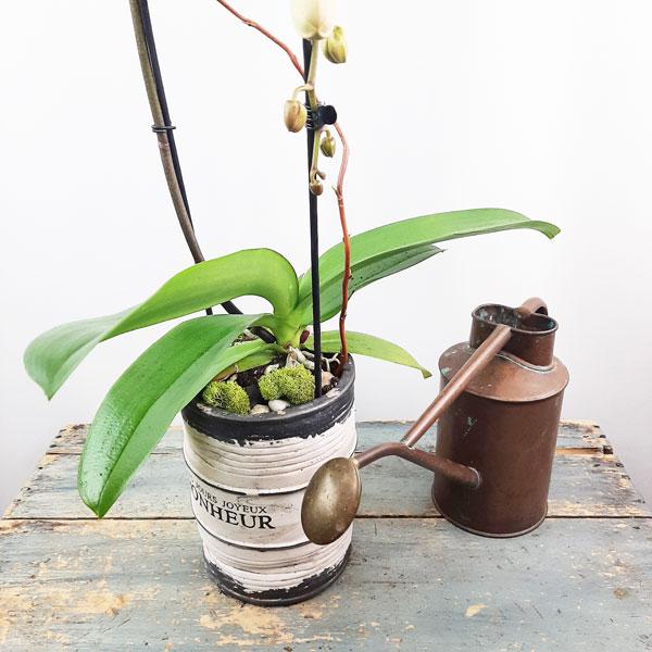 Valentinef Orchid Garden Planter - 1 - Flower Story