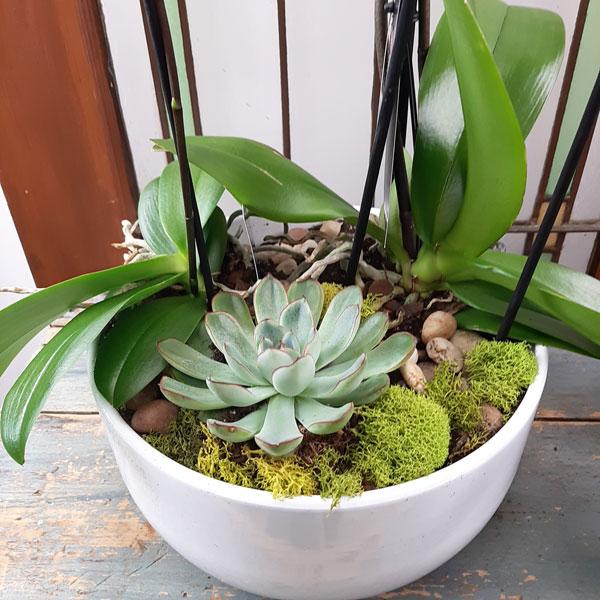 Custom Design  Planter Garden - 4 (Orchids & Succulents) - Flower Story