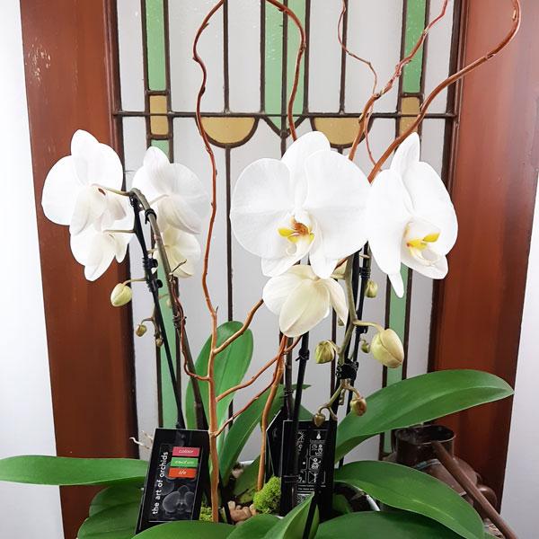 Custom Design Planter Garden - 5 (Triple Orchids) - Flower Story