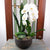 Valentine Custom Design  Planter Garden - 3 (Orchid, Sansevieria, Succulent) - Flower Story