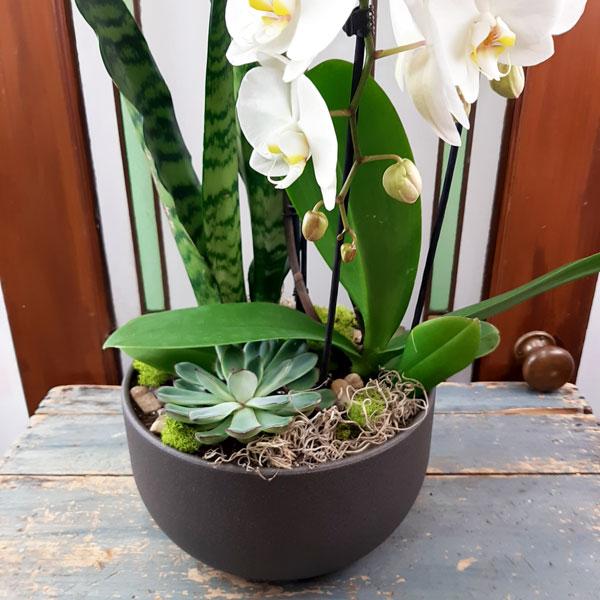 Valentine Custom Design  Planter Garden - 3 (Orchid, Sansevieria, Succulent) - Flower Story