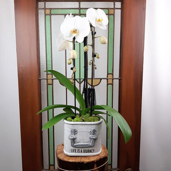 Orchid Garden Planter - 3 - Flower Story