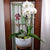 Custom Design  Planter Garden - 4 (Orchids & Succulents) - Flower Story