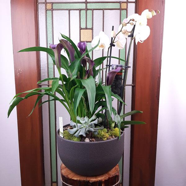 Custom Design Planter Garden - 2 (Orchid, Calla Lillies, Succulent) - Flower Story