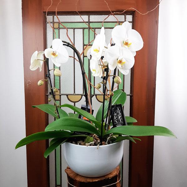 Custom Design Planter Garden - 5 (Triple Orchids) - Flower Story