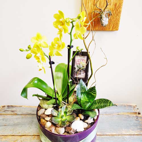 Eco Garden - LTD1 - Flower Story