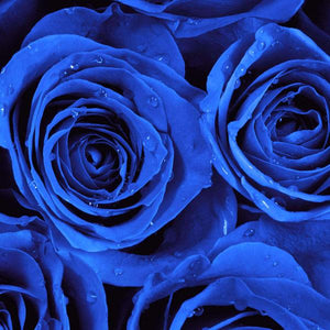 Two Dozen Boxed Roses (Red, Pink, Rainbow, Blue, Purple, Mixed, White, Yellow) - Flower Story