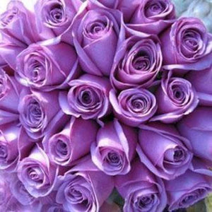 Two Dozen Boxed Roses (Red, Pink, Rainbow, Blue, Purple, Mixed, White, Yellow) - Flower Story