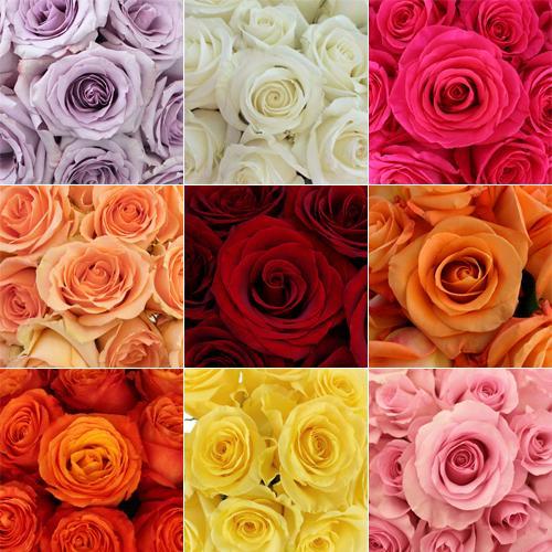 Rose Petals - Flower Story