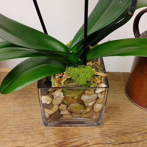 Orchid Garden Planter - 4 (Blue Phalaenopsis Orchid)