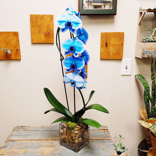 Orchid Garden Planter - 4 (Blue Phalaenopsis Orchid)