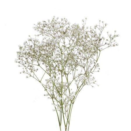 Baby's Breath - Flower Story