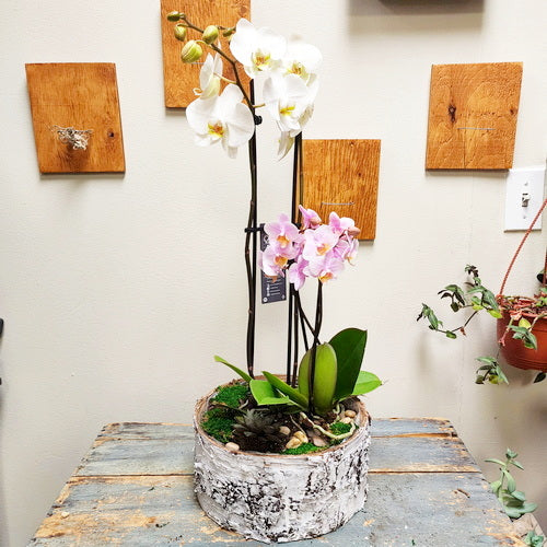 Eco - Garden LTD3