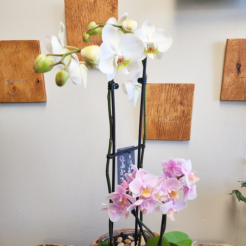 Eco - Garden LTD3