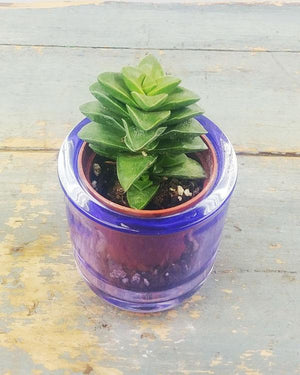 Mini Potted Succulent - Flower Story