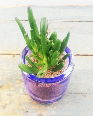 Mini Potted Succulent - Flower Story