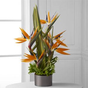 Arrangement - The Tropical Bright??Arrangement J-C21-4874